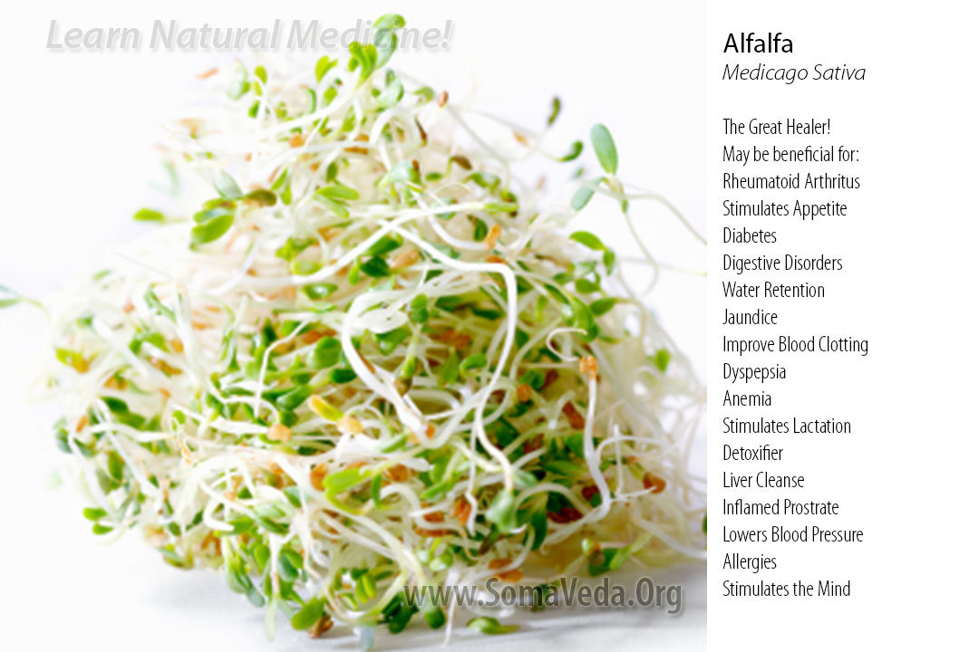Alfalfa Natural Medicine by Anthony B. James